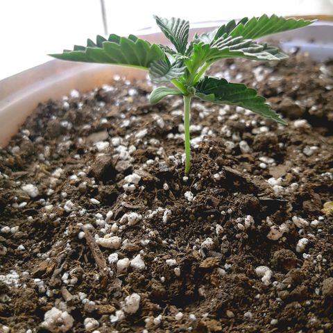 Bruce Banner growlog timeline photo