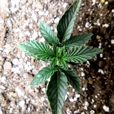 Bruce Banner growlog timeline photo