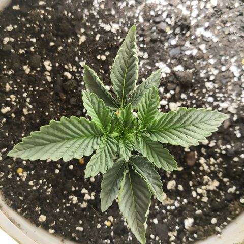 Bruce Banner growlog photo: Under 60W for 3 days. Lifted 1in 1 day ago. 
