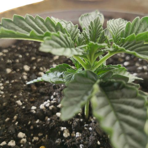 Bruce Banner growlog photo: Under 60W for 3 days. Lifted 1in 1 day ago. 