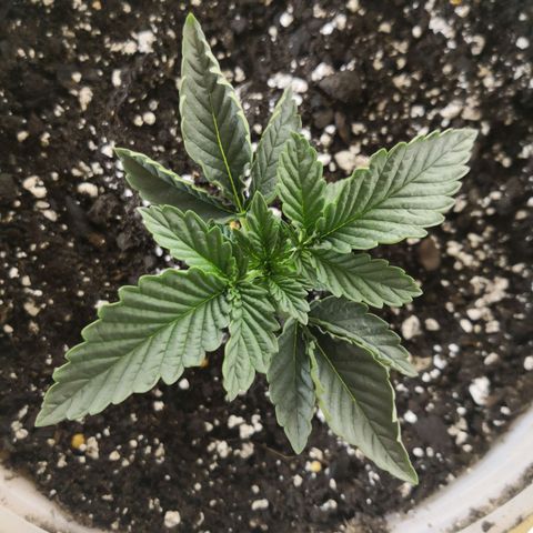 Bruce Banner growlog photo: Under 60W for 3 days. Lifted 1in 1 day ago. 