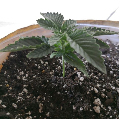 Bruce Banner growlog photo: Under 60W for 3 days. Lifted 1in 1 day ago. 