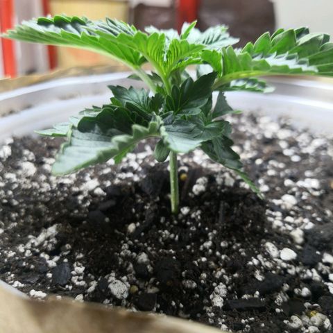 Bruce Banner growlog photo: 720ml of water+MAGnifical