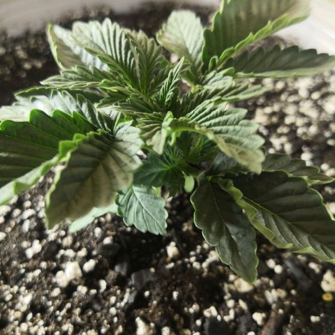 Bruce Banner growlog photo: 720ml of water+MAGnifical