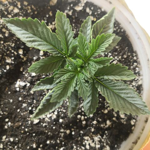 Bruce Banner growlog photo: 720ml of water+MAGnifical
