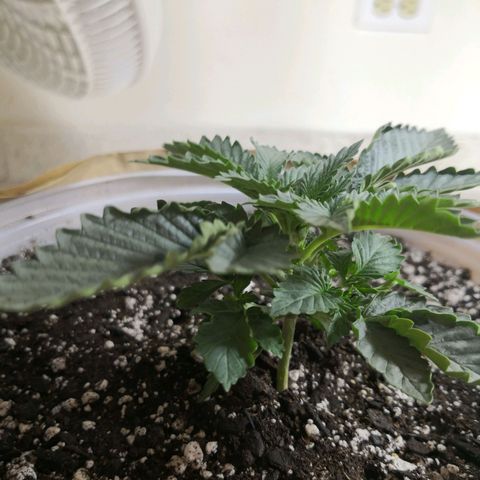 Bruce Banner growlog timeline photo