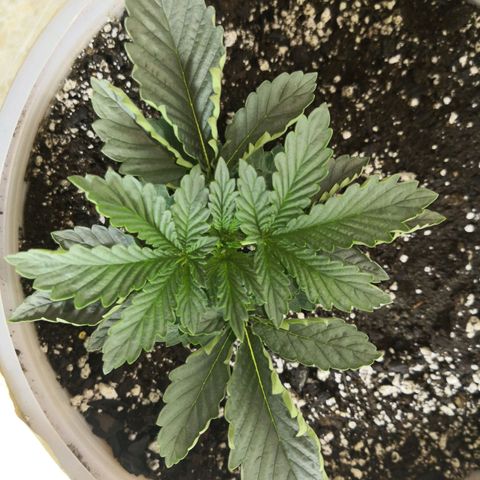 Bruce Banner growlog timeline photo