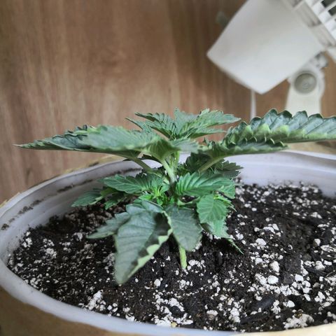 Bruce Banner growlog timeline photo