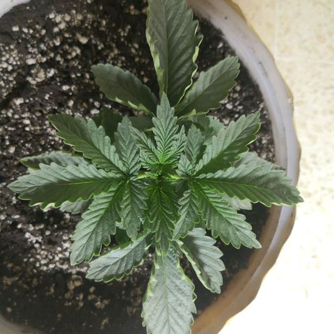 Bruce Banner growlog timeline photo
