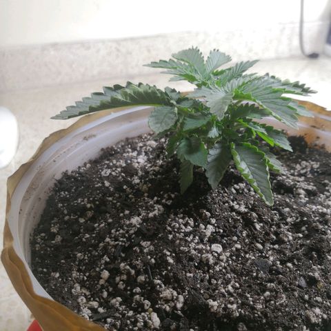 Bruce Banner growlog timeline photo