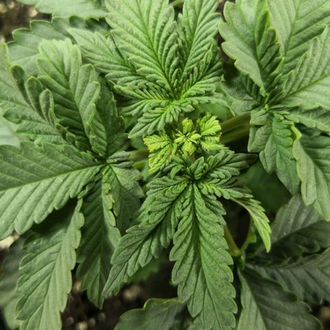 Bruce Banner growlog photo: One day after FIMMING