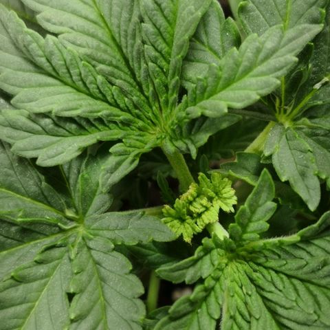 Bruce Banner growlog photo: One day after FIMMING