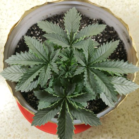 Bruce Banner growlog timeline photo