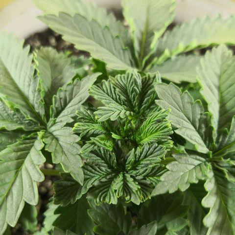Bruce Banner growlog timeline photo