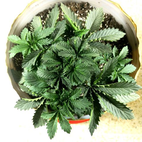 Bruce Banner growlog timeline photo