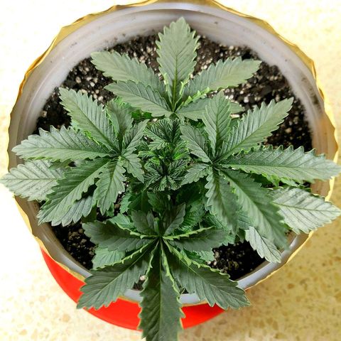 Bruce Banner growlog timeline photo
