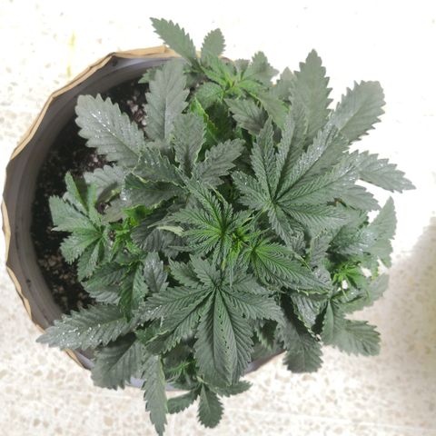 Bruce Banner growlog timeline photo