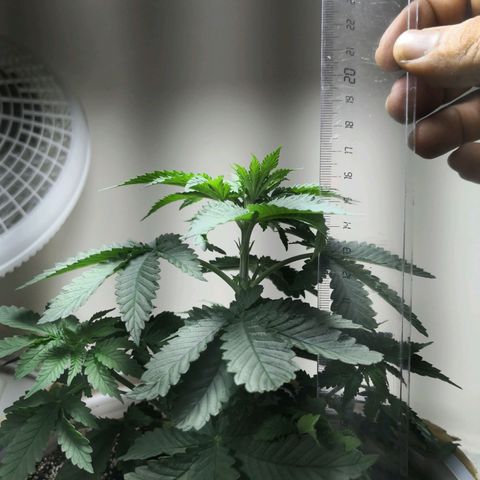 Bruce Banner growlog timeline photo