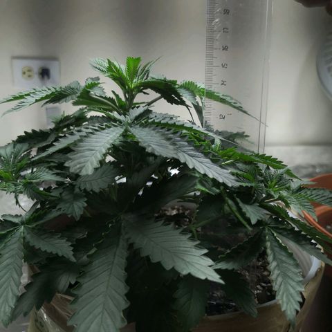 Bruce Banner growlog timeline photo