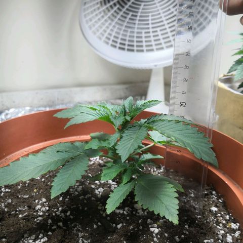 Bruce Banner growlog timeline photo