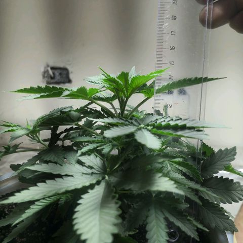 Bruce Banner growlog timeline photo