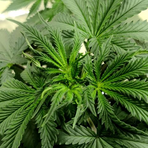 Bruce Banner growlog timeline photo