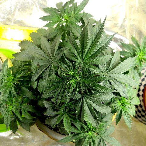 Bruce Banner growlog timeline photo