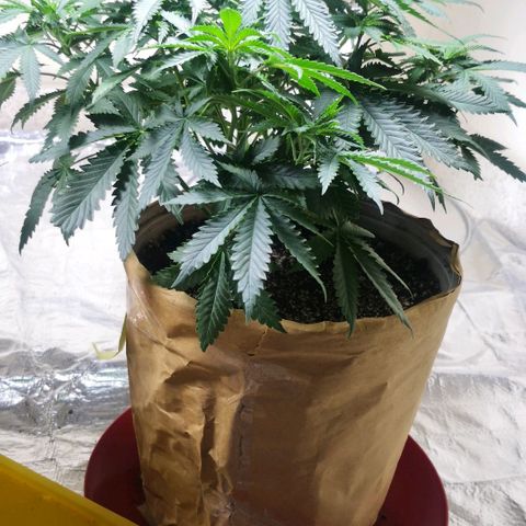 Bruce Banner growlog photo: First defoliation. 