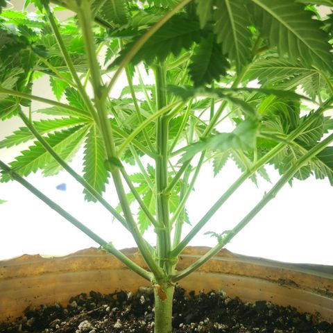 Bruce Banner growlog timeline photo