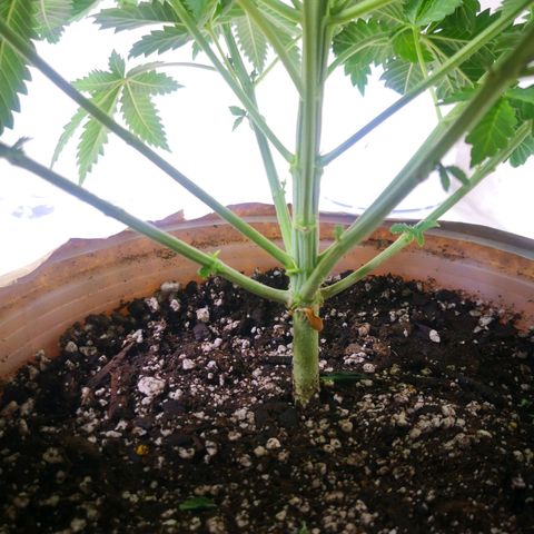 Bruce Banner growlog timeline photo