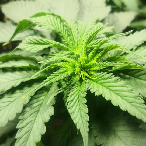 Bruce Banner growlog timeline photo