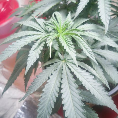 Bruce Banner growlog timeline photo
