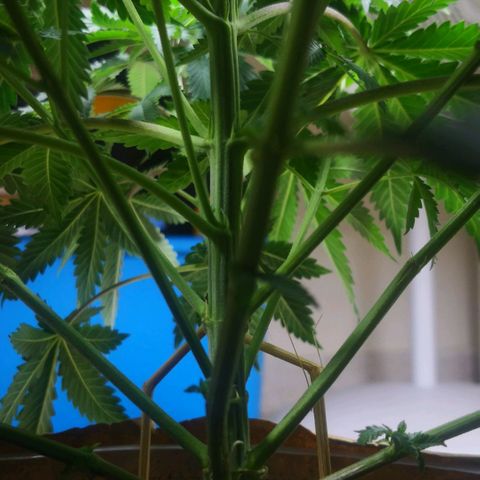 Bruce Banner growlog timeline photo