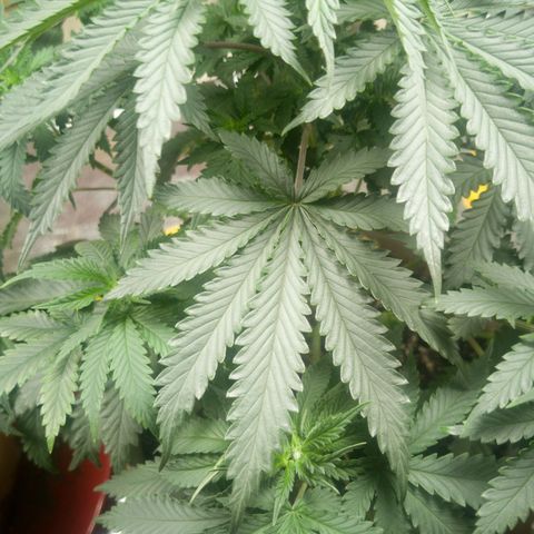 Bruce Banner growlog timeline photo