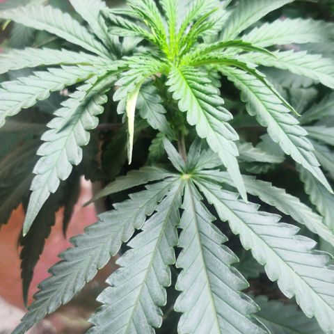 Bruce Banner growlog timeline photo