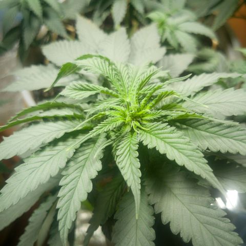 Bruce Banner growlog timeline photo
