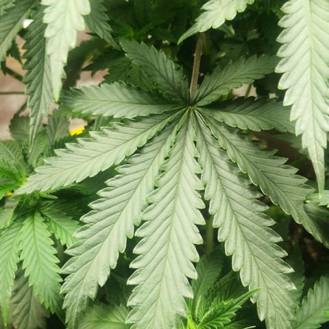 Bruce Banner growlog timeline photo