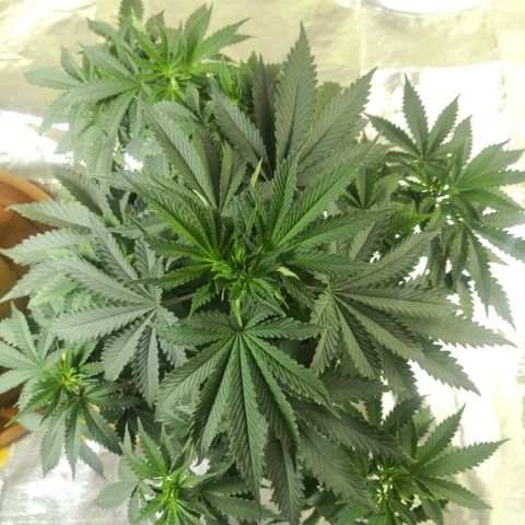 Bruce Banner growlog timeline photo
