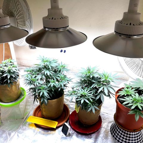 Bruce Banner growlog photo: 3rd week of VEG.
Sizes range from 16in to 10in height. 