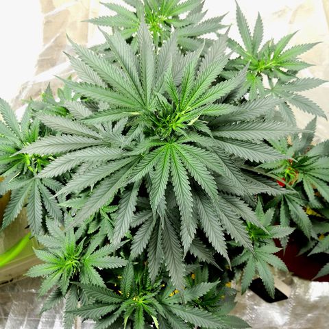 Bruce Banner growlog photo: Tallest plant in the room. 17in tall. 1 main cola and 9 other heads coming up strong. 
