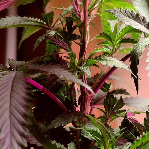 Bruce Banner growlog timeline photo