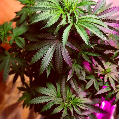 Bruce Banner growlog timeline photo