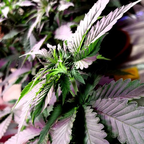 Bruce Banner growlog photo: Just before 24h light depravation to start blooming