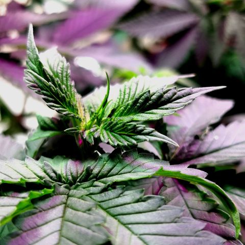 Bruce Banner growlog photo: Just before 24h light depravation to start blooming