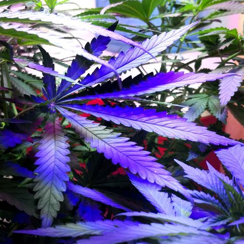 Bruce Banner growlog photo: Just before 24h light depravation to start blooming