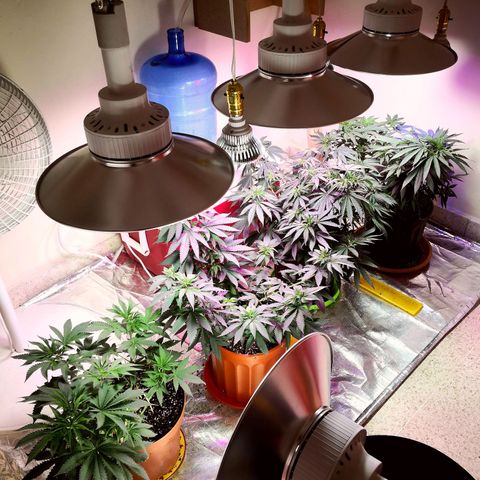 Bruce Banner growlog photo: Just before 24h light depravation to start blooming