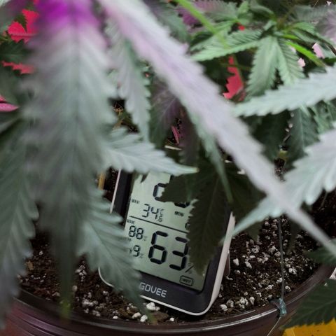 Bruce Banner growlog photo: Just before 24h light depravation to start blooming