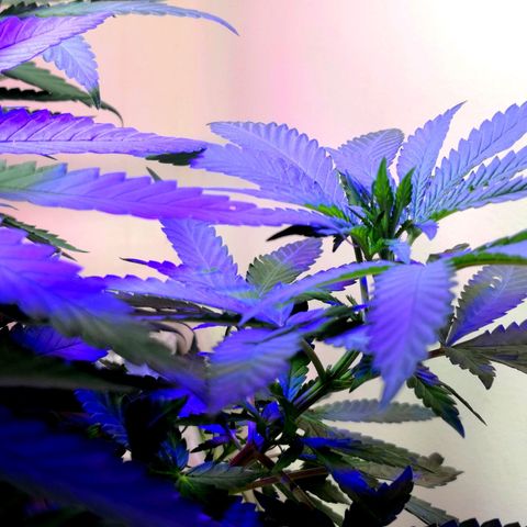 Bruce Banner growlog photo: Just before 24h light depravation to start blooming