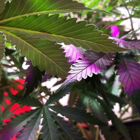 Bruce Banner growlog photo: Just before 24h light depravation to start blooming