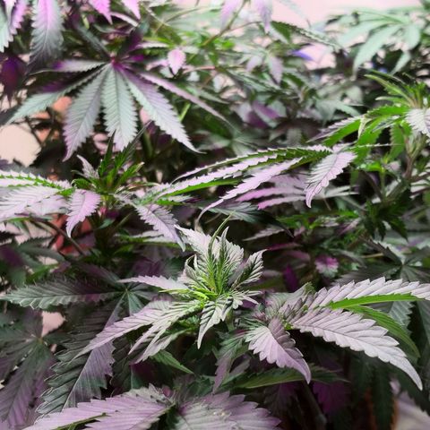 Bruce Banner growlog photo: Just before 24h light depravation to start blooming